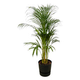 Palmier d'Areca - ↨110cm - Ø21cm + pot Greenville Round noir D24xH23 - GREEN OASIS - SHOP Plantes vertes originales livrées à votre domicile