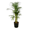 Palmier d'Areca - ↨110cm - Ø21cm + pot Greenville Round noir D24xH23 - GREEN OASIS - SHOP Plantes vertes originales livrées à votre domicile