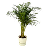 Palmier d'Areca - ↨130cm - Ø24cm incluant Elho Greenville Round wit D30xH28 Everspring