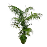 Palmier Kentia XXL - 260 cm - ø35 - GREEN OASIS - SHOP