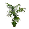 Palmier Kentia XXL - 260 cm - ø35 - GREEN OASIS - SHOP