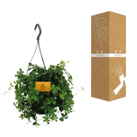 Parthenocissus Striatha suspendu - Ø15cm - ↕15cm Everspring