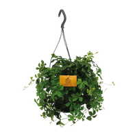 Parthenocissus Striatha suspendu - Ø15cm - ↕15cm Everspring