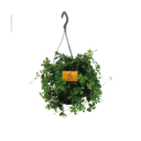 Parthenocissus Striatha suspendu - Ø15cm - ↕15cm Everspring