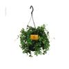 Parthenocissus Striatha suspendu - Ø15cm - ↕15cm Everspring