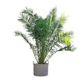 Phénix Canariensis - 300cm - ø50 - GREEN OASIS - SHOP