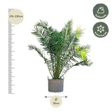 Phénix Canariensis - 300cm - ø50 - GREEN OASIS - SHOP