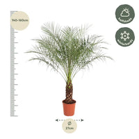 Phénix Roebelenii - 160 cm - ø27 - GREEN OASIS - SHOP