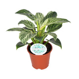 Philodendron Birkin - Ø14cm - ↕25cm Everspring