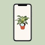 Philodendron Birkin - Ø14cm - ↕25cm Everspring