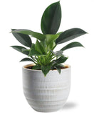 Philodendron Green Princess - Ø12cm - ↕25cm + joli Pot D14x13cm - Blanc - GREEN OASIS - SHOP