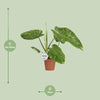 Philodendron José Buono - Ø15cm - ↕45cm Everspring
