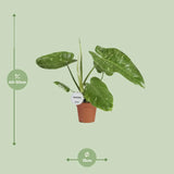 Philodendron José Buono - Ø15cm - ↕45cm Everspring