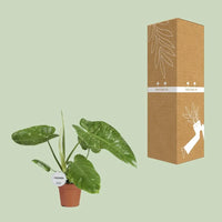 Philodendron José Buono - Ø15cm - ↕45cm Everspring