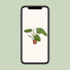 Philodendron José Buono - Ø15cm - ↕45cm Everspring