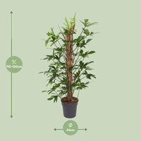 Philodendron Pedatum - Ø24cm - ↕120cm Everspring