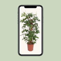 Philodendron Pedatum - Ø27cm - ↕130cm Everspring