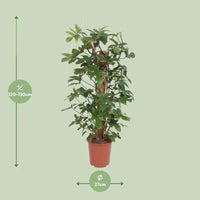 Philodendron Pedatum - Ø27cm - ↕130cm Everspring