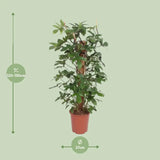 Philodendron Pedatum - Ø27cm - ↕130cm Everspring