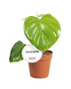 Philodendron Pittieri - Ø12cm - ↕30cm - GREEN OASIS - SHOP