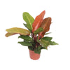 Philodendron Prince d'Orange - Ø17cm - ↕45cm - GREEN OASIS - SHOP