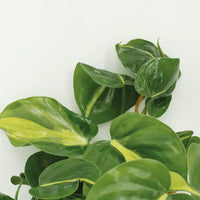 Philodendron Scandens Brasil - 4 pièces - Ø12cm - ↕15cm Everspring