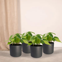 Philodendron Scandens Brasil - 4 pièces - Ø12cm - ↕15cm Everspring