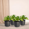 Philodendron Scandens Brasil - 4 pièces - Ø12cm - ↕15cm Everspring
