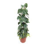 Philodendron Scandens Brésil - Ø24cm - ↕120cm Everspring