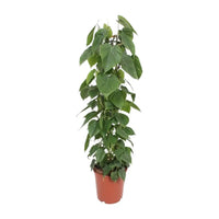 Philodendron Scandens - Ø24cm - ↕120cm Everspring