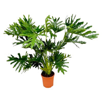 Philodendron Selloum - 100 cm - Ø27 Everspring