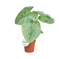 Philodendron Sodiroi - Ø15cm - ↕45cm - GREEN OASIS - SHOP