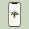 Philodendron Xanadu - Ø21cm - ↕65cm Everspring