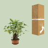 Philodendron Xanadu - Ø22cm - ↕50cm - GREEN OASIS - SHOP