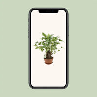 Philodendron Xanadu - Ø22cm - ↕50cm - GREEN OASIS - SHOP