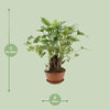 Philodendron Xanadu - Ø22cm - ↕50cm - GREEN OASIS - SHOP