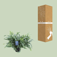 Phlebodium Aureum Étoile Bleue - Ø17cm - ↕50cm Everspring