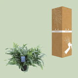 Phlebodium Aureum Étoile Bleue - Ø17cm - ↕50cm Everspring