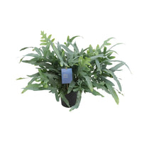 Phlebodium Aureum Étoile Bleue - Ø17cm - ↕50cm Everspring