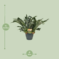 Platycerium Bifurcatum - Ø21cm - ↕50cm Everspring