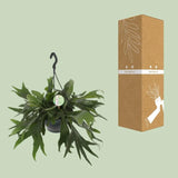 Platycerium Bifurcatum - Ø21cm - ↕50cm Everspring