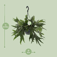 Platycerium Bifurcatum - Ø21cm - ↕50cm Everspring