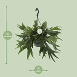 Platycerium Bifurcatum - Ø21cm - ↕50cm Everspring