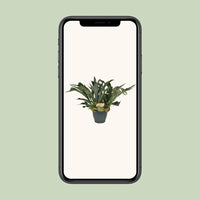 Platycerium Bifurcatum - Ø21cm - ↕50cm Everspring