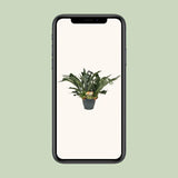 Platycerium Bifurcatum - Ø21cm - ↕50cm Everspring