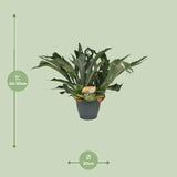 Platycerium Bifurcatum - Ø21cm - ↕50cm Everspring