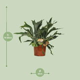 Platycerium Bifurcatum - Ø26cm - ↕80cm Everspring