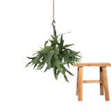 Platycerium Suspension - Ø21cm - ↕50cm Everspring