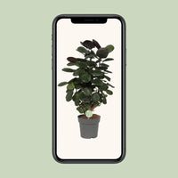 Polyscias Scutellaria Fabian - Ø19cm - ↕60cm Everspring