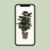 Polyscias Scutellaria Fabian - Ø19cm - ↕60cm Everspring